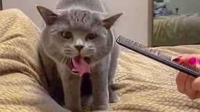 Cats Gag When Hearing Comb Scratching Sound | Pets Town