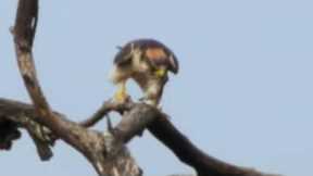 Quelea Mega-Flock Hunted by Falcon | Superswarm | BBC Earth