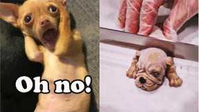 LOL Dog - Funny Chihuahua Dog  Reaction Video Compilation | Super Dog
