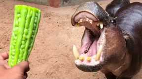 Hippos Look Cute But Dangerous - Funny Animal Reaction | Pets Town
