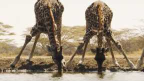 Unwind By The Waterhole | Waterhole: Africa's Animal Oasis | BBC Earth
