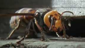Ferocious Hornet Moments | Top 5 | BBC Earth