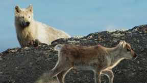 Arctic Fox Hunts Baby Caribou | Planet Earth II | BBC Earth