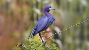 10 Most Beautiful Blue Colored Birds In The World