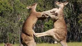 Filming Kangaroos Boxing Each Other | Wild Stories | BBC Earth