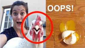Hilarious Chickens - Funniest Animals Videos | Super Dog