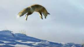Fox Snow Dives To Hunt Prey | Planet Earth II | BBC Earth