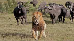 This Frightened Lion Has Messed With Wrong Buffaloes