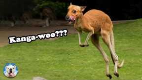 Funny Kangaroo Video - Kangaroo Squaring Up | Pets Town