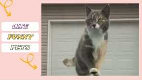Air Walking Kitty! Funny Animals | LIFE FUNNY PETS ??