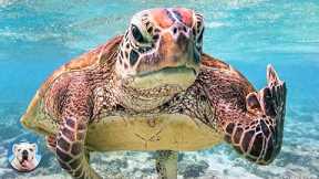 You Will Want A PET TURTLE After Watching This | Pets Town