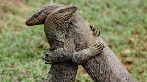 The Real Reason These Lizards Are Hugging