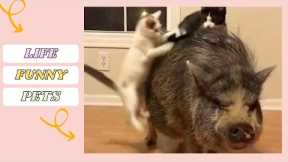 Kittens Vs Piggy! Funny Animals | LIFE FUNNY PETS ??