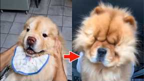 Best Of Funny Dog Face Squeeze Videos  | Super Dog