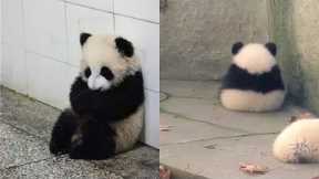 Here Is What Pandas Do When They Are Sad