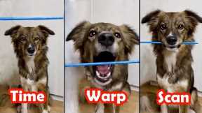 When Your Dog Doesn't Like ' Time Warp Scan Challenge' - Funny Pets Reaction Videos | Super Dog