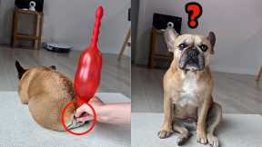 How To Blow Balloons - ? Awesome Funny Pets Videos | Super Dog