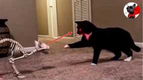 Hilarious Cat Pranks - Funny Pets Reaction Videos | Super Dog