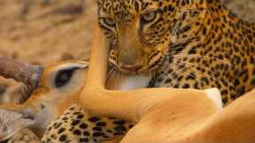 Impala Hunted By Lone Leopard | Eden: Untamed Planet | BBC Earth