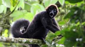 The Spider Monkeys of Ecuador | My Place on Earth | BBC Earth