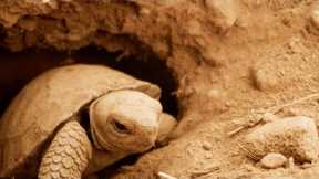Filming Galapagos Giant Tortoise Hatchlings | Eden: Untamed Planet | BBC Earth