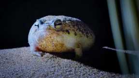 Tiny Frog Faces Night Full Of Terrors | Eden: Untamed Planet | BBC Earth