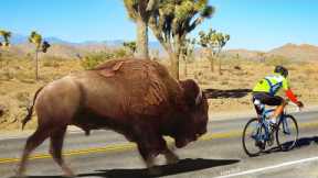 35 Times Animals Surprised Cyclists And Bikers
