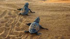 The Sea Turtles of Kefalonia | My Place On Earth | BBC Earth