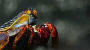 Crab vs Eel vs Octopus | Blue Planet II | BBC Earth