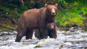 Bear Cub Swept Up In Raging Rapids | Eden: Untamed Planet | BBC Earth