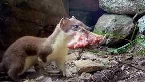 Stoat Mother Hunts to Feed Kits | Weasels: Feisty & Fearless | BBC Earth