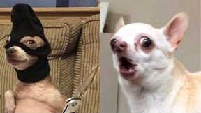Super Funny Chihuahua dog - Funny Pet Reaction Videos | Super Dog