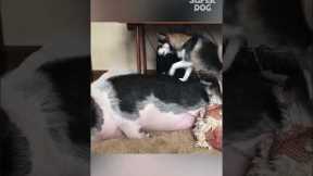 Husky dog is trying to wake up the pig | Super Dog #shorts