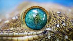 15 Animals With Most Beautiful Eyes In The World