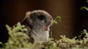 Filming Flying Squirrels at Night | Eden: Untamed Planet | BBC Earth