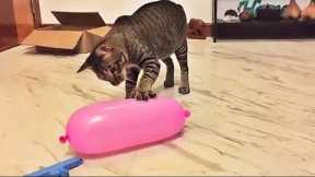 Super Funny Cats Videos - Cute Cat Reaction to Playing Balloon Compilation
