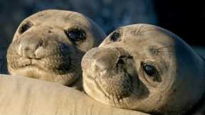 Seal Pups: Playful Prodigies | Animals with Cameras 2 | BBC Earth