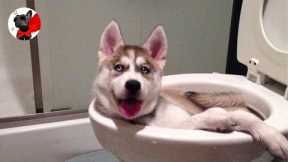 Funny Pets Using Toilet Videos Compilation- Try Not To Laugh| Super Dog