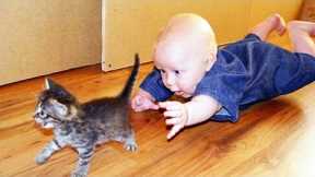 It's TIME for SUPER LAUGH! Funny Cats and Babies Playing Together - Life Funny Pets
