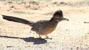 Meet the real life Roadrunner | My Place On Earth | BBC Earth