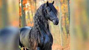 25 Most Beautiful Horses on Planet Earth