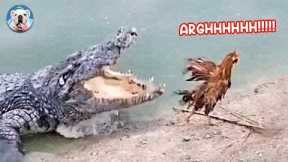 Chicken Vs Alligator - Funny Chicken Videos | Pets Town