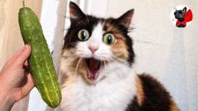 Cat Vs Cucumber- Funny Cat Reaction Videos| Super Dog