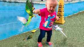 Funny Parrots and Babies Compilation - Cute Bird Falling in Love with Baby