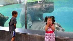 Funny Baby Moment at the Aquarium - Supper Cute Babies | Life Funny Pets