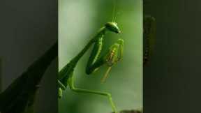 This mating mantis is headless ?