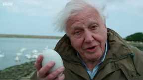 The Miracle of Hatching | Attenborough's Wonder of Eggs | BBC Earth