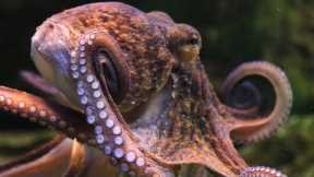 Float like a butterfly… punch like an octopus? | Chris & Megs: Amaze Me | BBC Earth