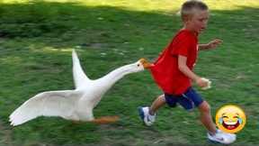 Funny Videos Animals - Funniest Geese Compilation - | LIFE FUNNY PETS ??