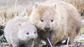 Wombats Poo Cubes! | Chris & Megs: Amaze Me | BBC Earth